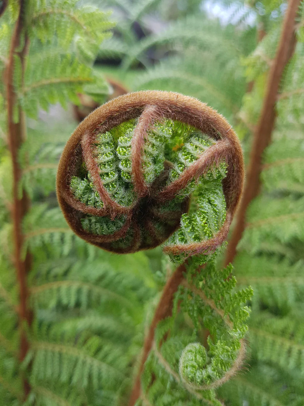 Wild Kiwihearts