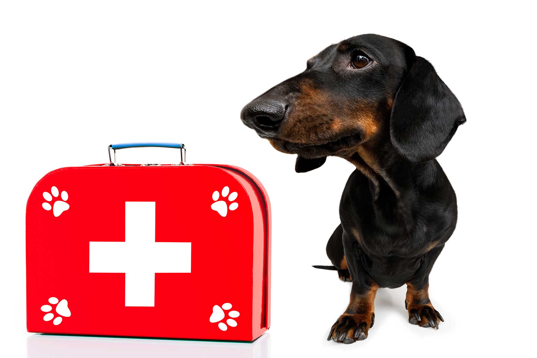 Pet Health